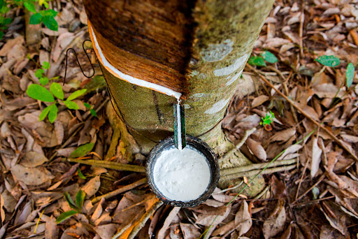 Árvore seringueira com látex sendo retirado em uma cumbuca