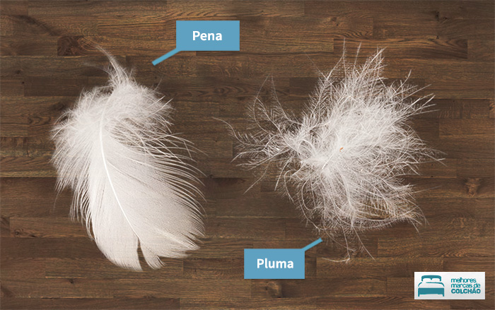 A comparação entre uma pluma e uma pena, sobre um assoalho de madeira.